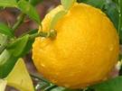 Yuzu the next big fruit from the far east