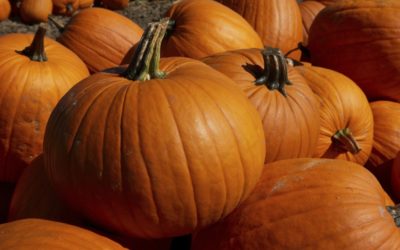 Pumpkins are actually a Fruit!